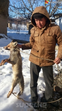 ЭЛДИК КАБАР: Базар-Коргон районунун Сейитказы айылынын тургуну түлкү кармап алып, айыл аксакалдарынан 500 сом өлчөмүндөгү сыйлык алды