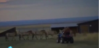 ЭЛДИК ВИДЕО: Пржевальский жапайы жылкылары эркиндикке коё берилди
