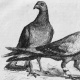 ЖЫЛНААМА, 18-НОЯБРЬ: 1870-жылы Францияда көгүчкөндөрдүн расмий кат ташуу каттамы ачылган