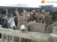 Бүгүн "Эркеч-Там" көзөмөл бекети аркылуу 835 эшек Кытайга өткөрүлдү