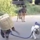 ЭЛДИК ВИДЕО: Интернетте байланып турган иттин жанынан өтүп кеткен айлакер маймыл күлкү жаратты