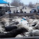 ЭЛДИК КАБАР: Аксынын Кызыл-Жар айылын кутурган иттер каптап кетти