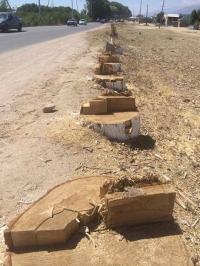 Чолпон-Атадагы ат майданды оңдоп-түзөө маалында 2014-жылдагыдай эле бак-дарактар кыйылат