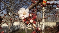 Өлкөбүздүн түштүк аймагында жаз келип, жер көгөрүп, өрүк бактары гүлдөдү (фото)