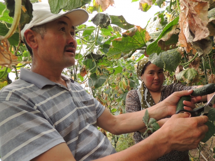 Жапарова Аида менен Токтоев Жээнбек күнөсканада