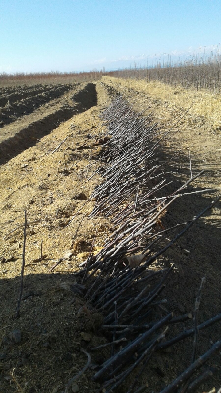 Карагат көчөттөрү