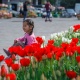 Бишкекте 400 миң сомго жакын каражат сарпталып отургузулган жоогазындар гүлдөй баштады