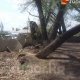 ЭЛДИК КАБАР: Кочкор районунда сейил бакта отургучтар сынып, дарактар чирип жатат