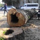 Бишкекте авариялык абалдагы дарактарды кыюу иштери уланууда