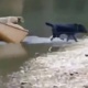 ЭЛДИК ВИДЕО: Лабрадор породасындагы ит кайыктагы иттерди куткарып калды