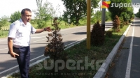 "Ош" Эл аралык аэропортунун жолундагы арчалар сугарылбай, куурап баратат 