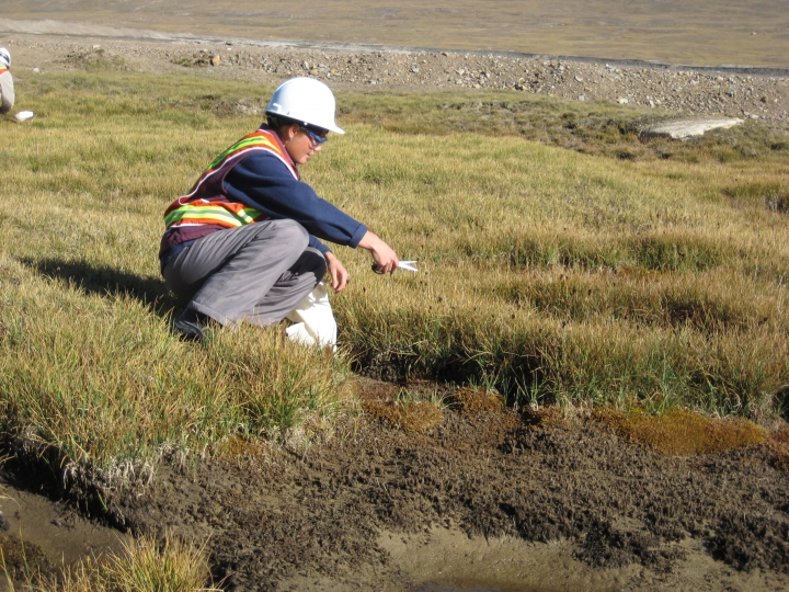 Топурактын өсүмдүк катмарын камдоо