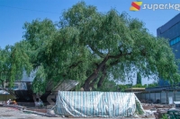 "Айчүрөк" соода борборунун жанындагы мажүрүм талдар кыйылбайт