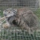 Кочкордон кармалган мадыл коё берилди