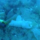 ЭЛДИК ВИДЕО: Ысык-Көлдүн түбүндөгү таштандылар