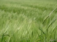 Өлкө боюнча 173,5 миң гектар аянт отоо чөптөргө каршы гербицид дарысы менен дарыланды