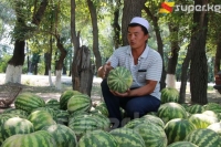 Дыйкан Алишер Машанло жети жылдан бери дарбыз талаасында эмгектенип үй-бүлөсүн багат (фоторепортаж)
