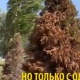 ЭЛДИК ВИДЕО: "Ата-Бейит" мемориалдык комплексине жакын жердеги бак-дарактарды жашыл боёк менен боёп коюшкан