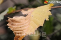 Берекелүү алтын күздүн алгачкы күнү (фоторепортаж)