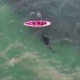ЭЛДИК ВИДЕО: Косатка менен достошкон сёрфингчи
