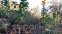 Тогуз-Торо районунда кара куурай өстүргөн жаран кармалды