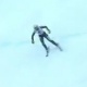ЭЛДИК ВИДЕО: Италиялык тоо лыжачысы учуп кетти