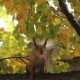Коңур күзгө сүрөттөр аркылуу көз салабыз (фото)