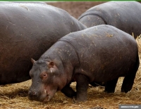 Израилде зоопарктан качып чыккан бегемот кайра зоопаркка кайтып келди