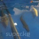 2020-жылы өлкөдө аары менен балыктарды идентификациялоо жүргүзүлөт
