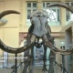 Францияда мамонттун сөөгү 548 миң еврого сатылды