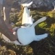 ЭЛДИК ВИДЕО: Балыкчынын колун тиштөөгө аракет кылган акула