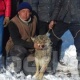 ЭЛДИК КАБАР: Токтогул районунун Барчын айылына кирип келген эки карышкырдын бири тирүүлөй кармалды