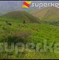 Чаткал районунда жергиликтүү тургундар миң гектарга жакын жердин алтын казган ишканага берилишине каршы чыгышууда