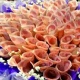 Кытайлык жигит сүйүктүүсүнө акчадан жасалган гүлдесте белек кылып, талкууга алынды