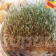 Нооруз майрамы жакындап, өлкө аймагында сүмөлөк кайнатуу башталды