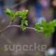 Фоторепортаж: Бишкекте ишембилик өттү
