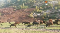 Жалпак-Таш айылындагы жер көчкү 24 үйдү басты
