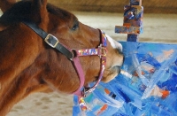 Сүрөт тарткан күлүк аттын чыгармалары 500 долларга чейин сатылат