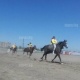Жеңиш күнүнө арналып чабылган күлүктөрдүн мыктылары аныкталды