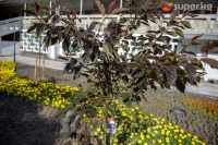 Бишкектин көркүнө көрк кошчу сакуралар отургузулду (фото)