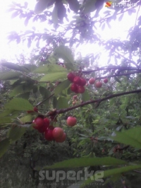 Кадамжай райондук агрардык өнүктүрүү башкармалыгы: "Быйыл гилас 700 гектардан ашуун жерде өстүрүлүүдө"