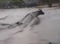 ЭЛДИК ВИДЕО: Баткенде сел менен кошо уйдун агып бара жатканы видеого түшүп калган