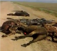 ЭЛДИК ВИДЕО: Талаада тирүүлөй өрттөлгөн жылкылар