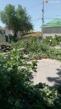Бишкек шаарындагы Токтоналиев көчөсүн кеңейтүү максатында 143 даана дарак кыйыла баштады
