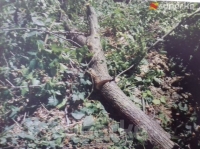 Бишкектин тургундары: "Кара-Жыгач токоюндагы дарактарды биздин аталарыбыз отургузган. Токойду кыюуга каршыбыз"