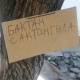 ЭЛДИК КАБАР: "Бишкекте жыгылганы калган кооптуу даракка "бактан сактангыла!" деп жазып коюшту" дейт окурман