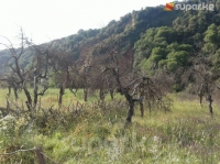 ЭЛДИК КАБАР: Окурман Арстанбаптагы алма бак сугарылбай, куурап жатканын кабарлады