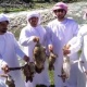 Кыргыз өлкөсүндө туристтердин атылган коёндор менен тартылган видеосу талкууга түштү