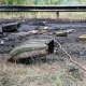 Ооганстанда мина жарылып, 4 өспүрүм бала каза болду