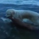ЭЛДИК ВИДЕО: "Канчалык адамдарды жакындан билген сайын, ошончолук жаныбарларды жакшы көрүп баратам"